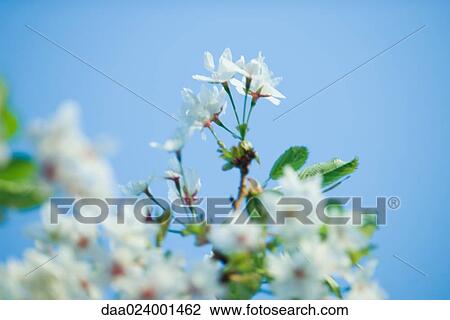 Stock Image - Tree in blossom, close-up, cropped view. Fotosearch