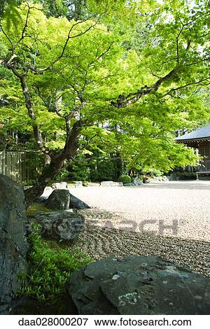 Tree in Japanese rock garden View Large Photo Image Stock Photo - Tree in Japanese rock garden. Fotosearch