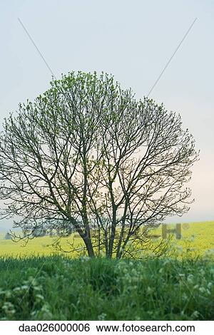 Tree in meadow View Large Photo Image Stock Photograph - Tree in meadow. Fotosearch