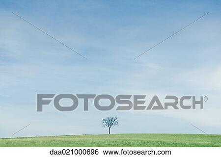 Tree in middle of flat green landscape View Large Photo Image Stock Photograph - Tree in middle of flat green landscape. Fotosearch