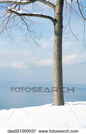 Stock Photo - Tree in snow, by edge of lake. Fotosearch