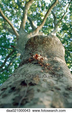 Stock Image - Tree, low angle view. Fotosearch