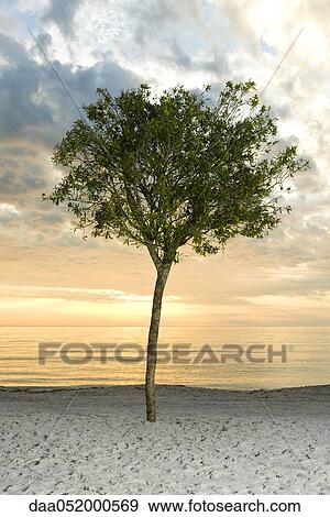 Tree on beach silhouetted against setting sun View Large Photo Image Stock Photo - Tree on beach silhouetted against setting sun. Fotosearch