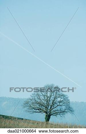 Tree on hillside View Large Photo Image Picture - Tree on hillside. Fotosearch