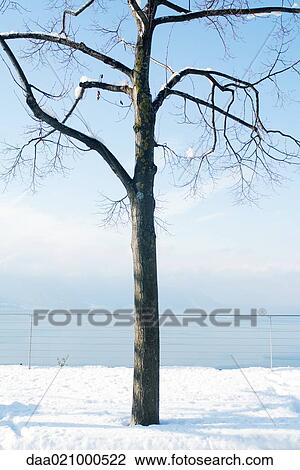Tree overlooking lake, snow on ground and tree View Large Photo Image Stock Image - Tree overlooking lake, snow on ground and tree. Fotosearch