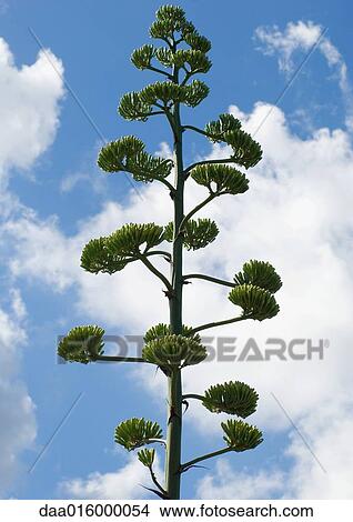 Tree View Large Photo Image Picture - Tree. Fotosearch