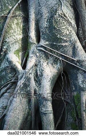 Stock Photograph - Tree roots, extreme close-up. Fotosearch