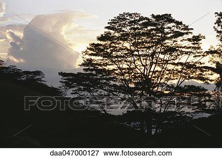 Tree silhouetted against sky in landscape View Large Photo Image Stock Photo - Tree silhouetted against sky in landscape. Fotosearch