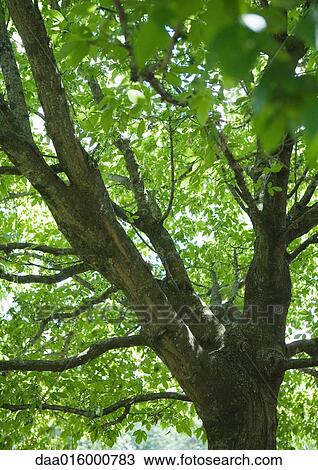 Tree View Large Photo Image Stock Image - Tree. Fotosearch
