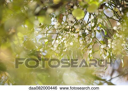 Tree View Large Photo Image Stock Photograph - Tree. Fotosearch