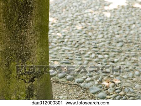 Stock Image - Tree trunk and paved stone ground. Fotosearch