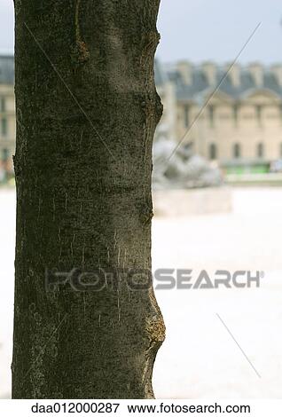 Stock Photo - Tree trunk, building and statue in background. Fotosearch