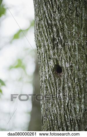Stock Image - Tree trunk, close-up. Fotosearch