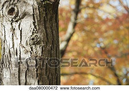 Stock Image - Tree trunk, close-up. Fotosearch