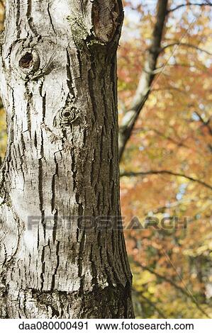 Stock Image - Tree trunk, close-up. Fotosearch
