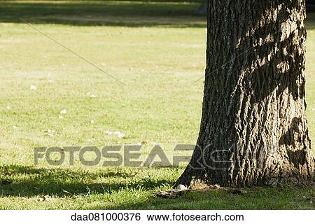 Tree trunk on meadow View Large Photo Image Stock Photograph - Tree trunk on meadow. Fotosearch