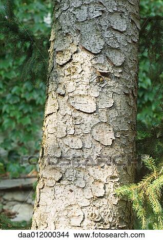 Tree trunk View Large Photo Image Picture - Tree trunk. Fotosearch