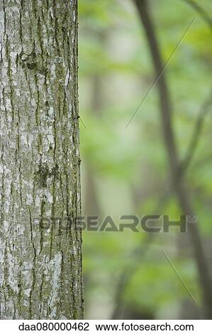 Tree trunk View Large Photo Image Stock Image - Tree trunk. Fotosearch