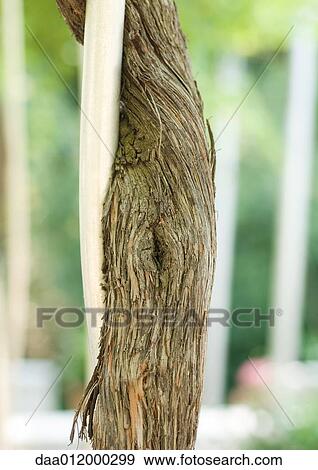 Stock Photo - Tree trunk winding around stake. Fotosearch