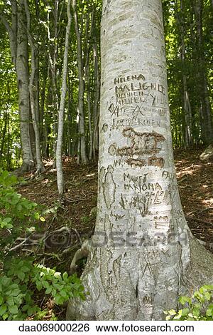 Tree trunk with carvings View Large Photo Image Stock Photograph - Tree trunk with carvings. Fotosearch
