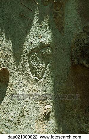 Stock Image - Tree trunk with heart shape in bark, extreme close-up. Fotosearch