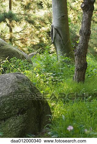 Stock Image - Tree trunks, grass, and stone. Fotosearch
