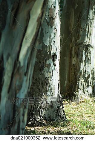 Stock Image - Tree trunks. Fotosearch