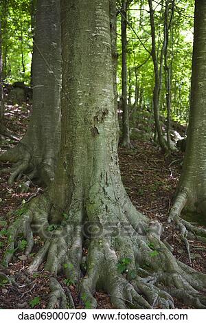 Stock Photo - Tree trunks. Fotosearch