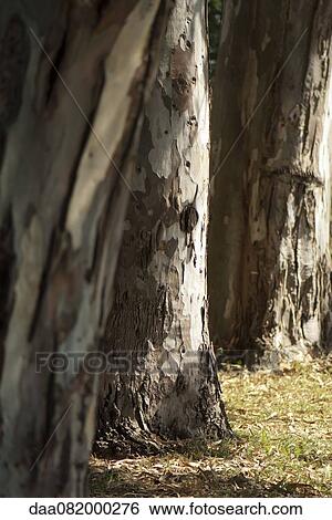 Stock Photograph - Tree trunks. Fotosearch