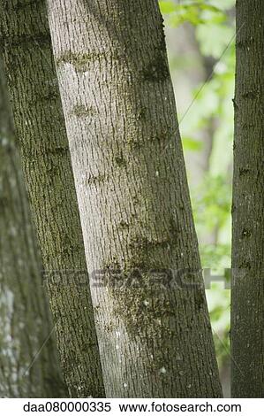 Stock Photography - Tree trunks. Fotosearch