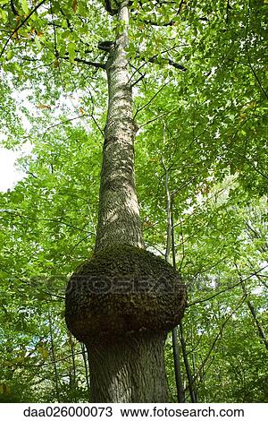Stock Image - Tree with large knot, low angle view. Fotosearch