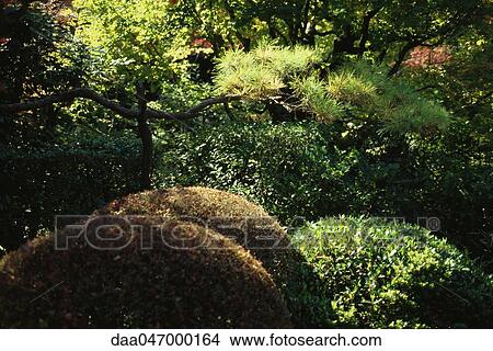Trees and shrubs in Japanese garden View Large Photo Image Picture - Trees and shrubs in Japanese garden. Fotosearch