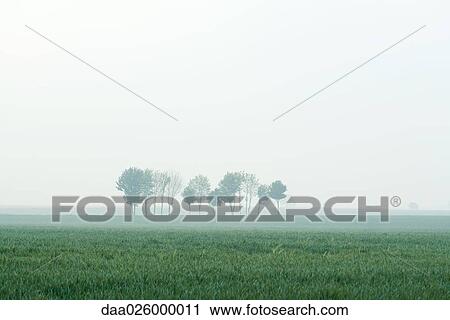Trees in foggy landscape View Large Photo Image Stock Image - Trees in foggy landscape. Fotosearch