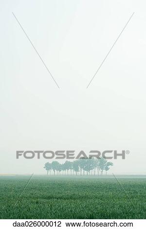 Trees in foggy landscape View Large Photo Image Stock Image - Trees in foggy landscape. Fotosearch