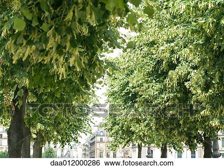 Stock Photograph - Trees in Tuileries Gardens, Paris, France. Fotosearch