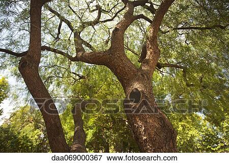 Trees, low angle view View Large Photo Image Stock Photo - Trees, low angle view. Fotosearch