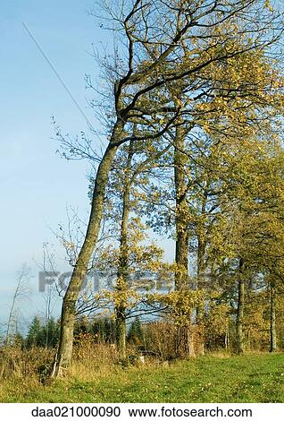 Trees View Large Photo Image Stock Image - Trees. Fotosearch