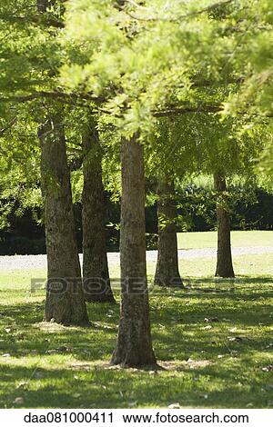 Trees View Large Photo Image Stock Image - Trees. Fotosearch