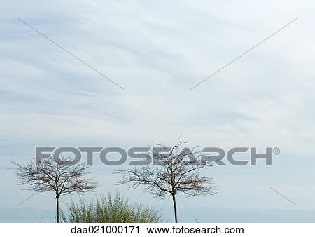 Trees supported by wires View Large Photo Image Stock Image - Trees supported by wires. Fotosearch