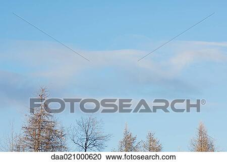 Trees with clouds in blue sky View Large Photo Image Stock Image - Trees with clouds in blue sky. Fotosearch