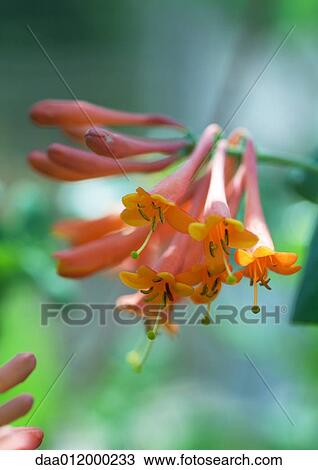 Stock Image - Trumpet vine. Fotosearch