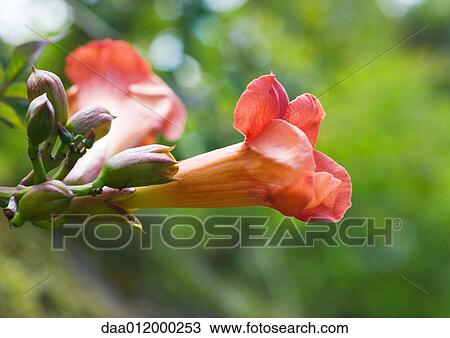 Stock Image - Trumpet vine. Fotosearch