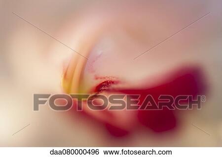 Tulip, extreme close-up View Large Photo Image Stock Photograph - Tulip, extreme close-up. Fotosearch