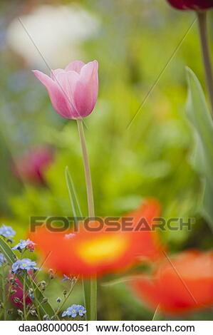 Tulip in bloom View Large Photo Image Stock Image - Tulip in bloom. Fotosearch