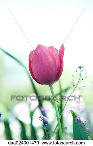 Tulip in flower garden View Large Photo Image Stock Image - Tulip in flower garden. Fotosearch