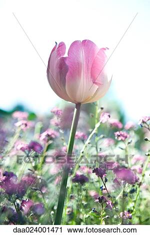 Stock Image - Tulip in flower garden. Fotosearch