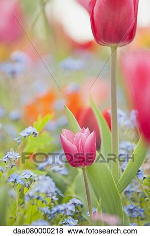 Tulips and forget-me-nots in full bloom View Large Photo Image Stock Photo - Tulips and forget-me-nots in full bloom. Fotosearch