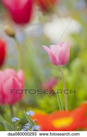 Tulips blooming in spring View Large Photo Image Stock Image - Tulips blooming in spring. Fotosearch