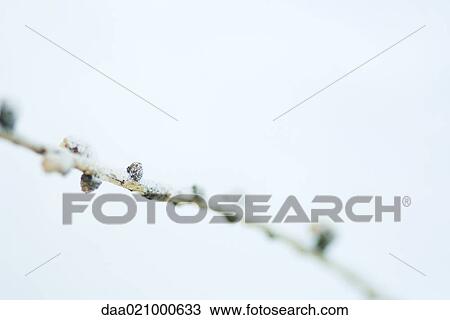 Twig in snow View Large Photo Image Stock Image - Twig in snow. Fotosearch