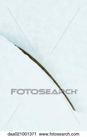 Twig in snow View Large Photo Image Stock Image - Twig in snow. Fotosearch